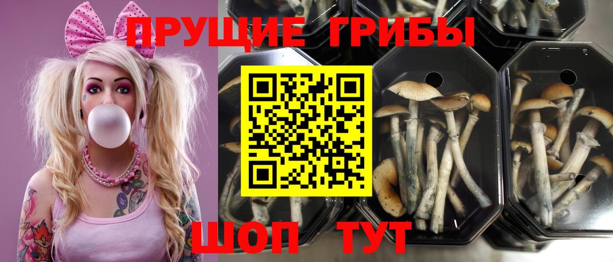 Рославль  Псилоцибиновые грибы Psilocybine cubensis  Вход с VPN 